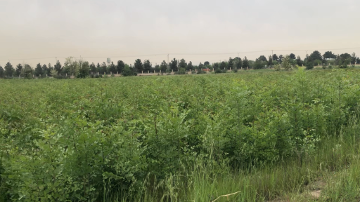 عکس ورودی نهالستان طرق مشهد