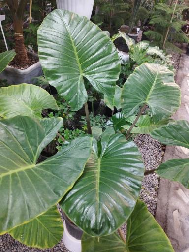 عکس گل و گیاه گندم 