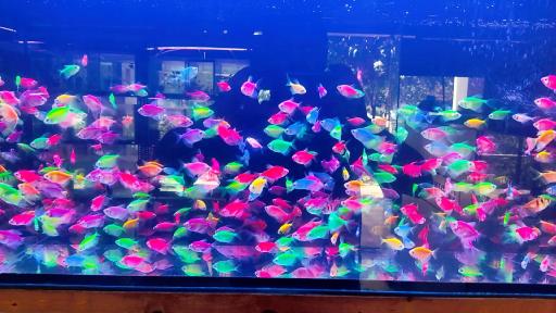 عکس آکواریوم شریمپ سنتر