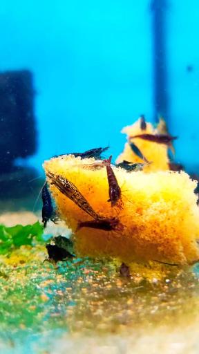 عکس آکواریوم شریمپ سنتر