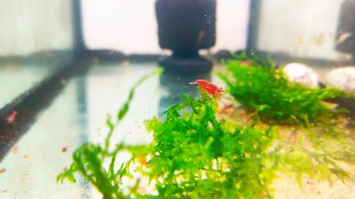 عکس آکواریوم شریمپ سنتر