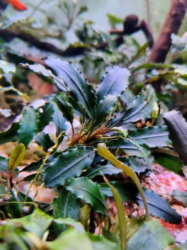 عکس آکواریوم شریمپ سنتر