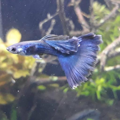 عکس آکواریوم شریمپ سنتر