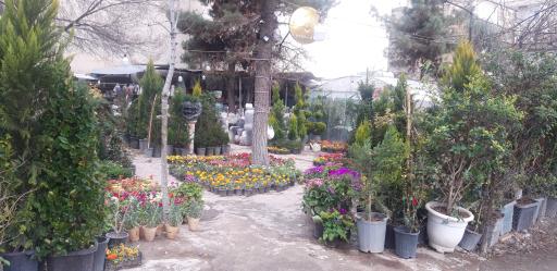 عکس گل و گیاه تهرانپارس 