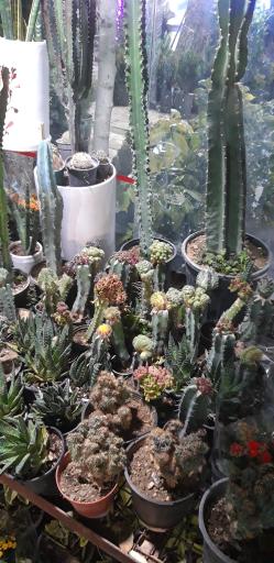 عکس گل و گیاه تهرانپارس 