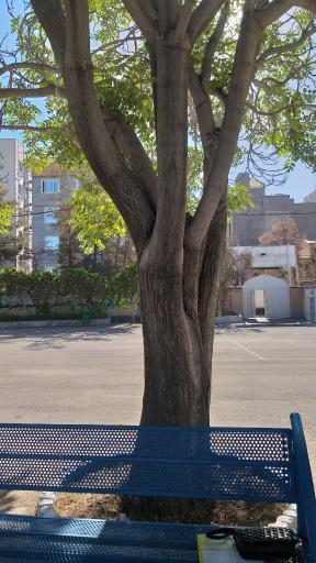 عکس دبیرستان دوره دوم تقواپیشگان شاهد 