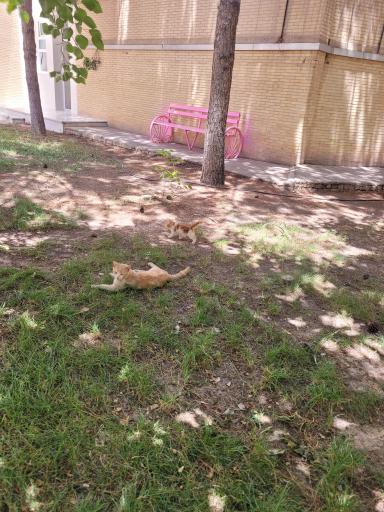 عکس خوابگاه دخترانه پیراپزشکی