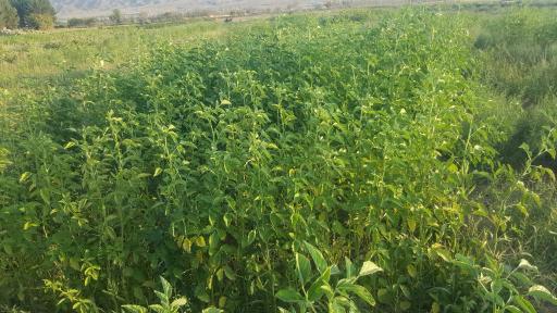 عکس واحد مزرعه دانشکده کشاورزی