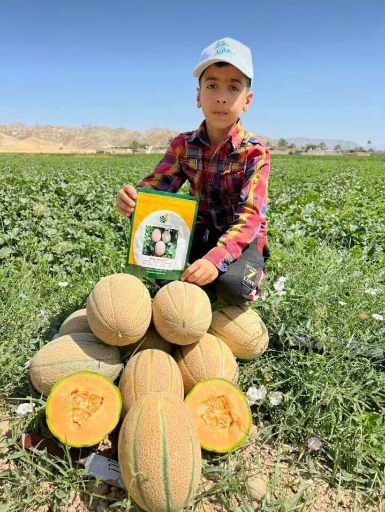 عکس واحد مزرعه دانشکده کشاورزی