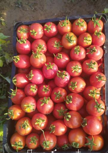 عکس واحد مزرعه دانشکده کشاورزی