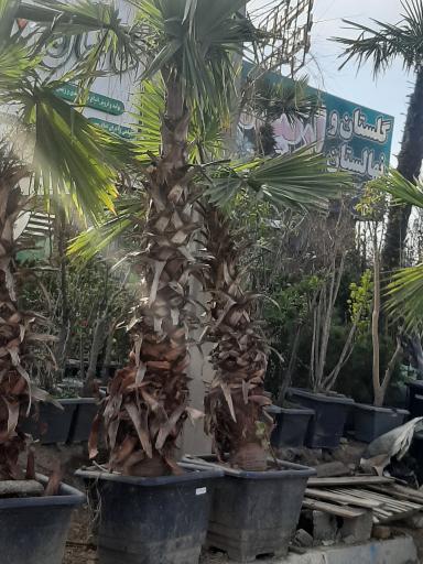 عکس بوستان سنگی دریاچه چیتگر