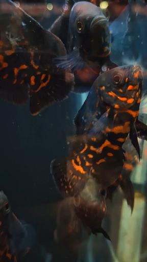 آکواریوم نمو