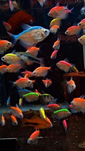 عکس آکواریوم نمو