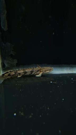 آکواریوم نمو