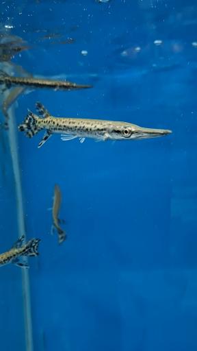 آکواریوم نمو