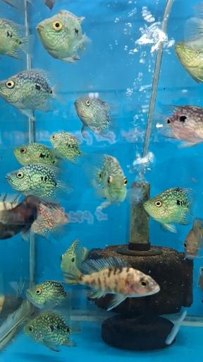 آکواریوم نمو