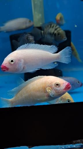 آکواریوم نمو