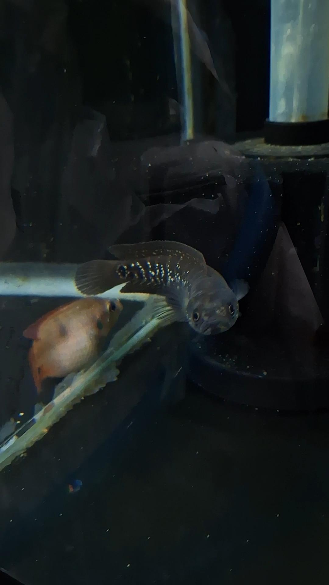 عکس آکواریوم نمو