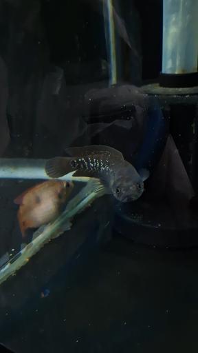 آکواریوم نمو