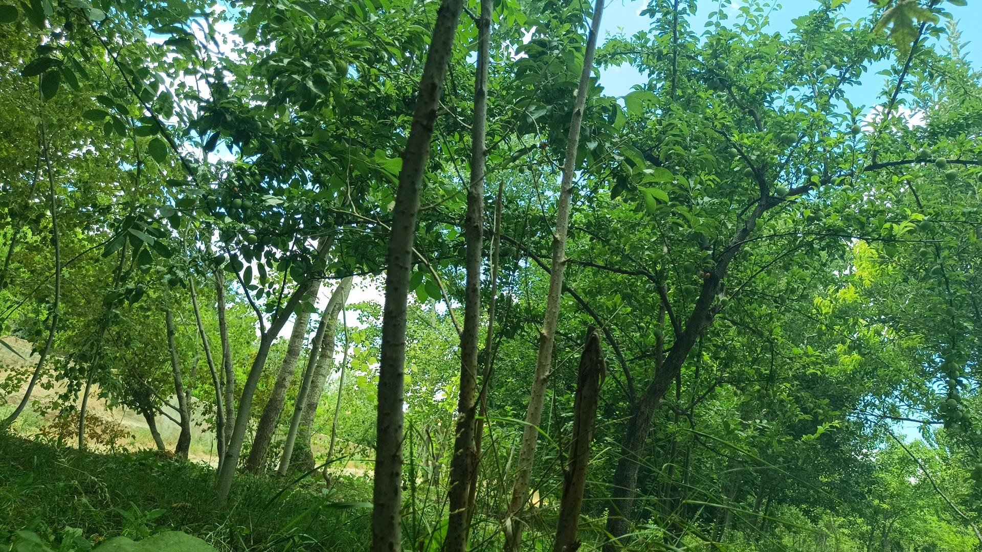 عکس سد کارده