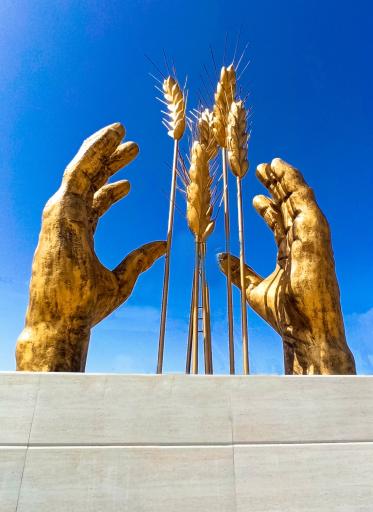 عکس میدان کشاورز (گندم)