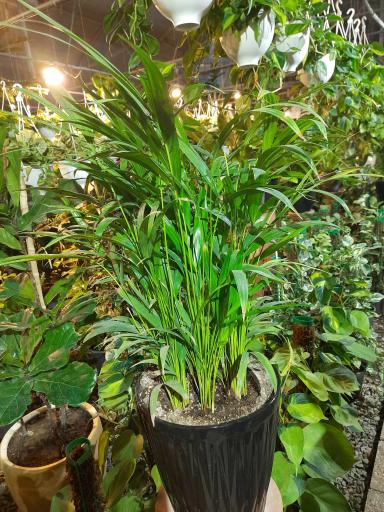 عکس نهالستان مهندس حاج حسن ترابی