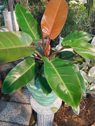 عکس نهالستان مهندس حاج حسن ترابی