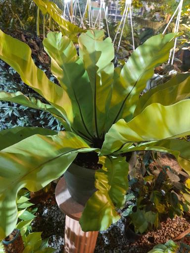 عکس نهالستان مهندس حاج حسن ترابی