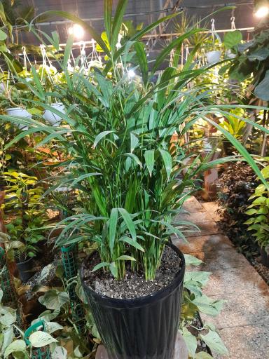 عکس نهالستان مهندس حاج حسن ترابی