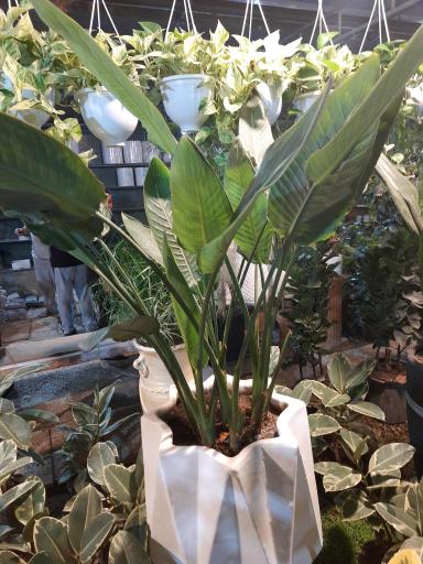 عکس نهالستان مهندس حاج حسن ترابی