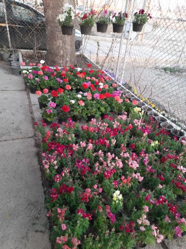 عکس نهالستان مهندس حاج حسن ترابی