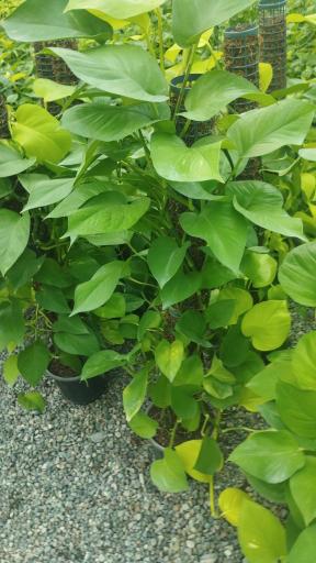 عکس نهالستان مهندس حاج حسن ترابی