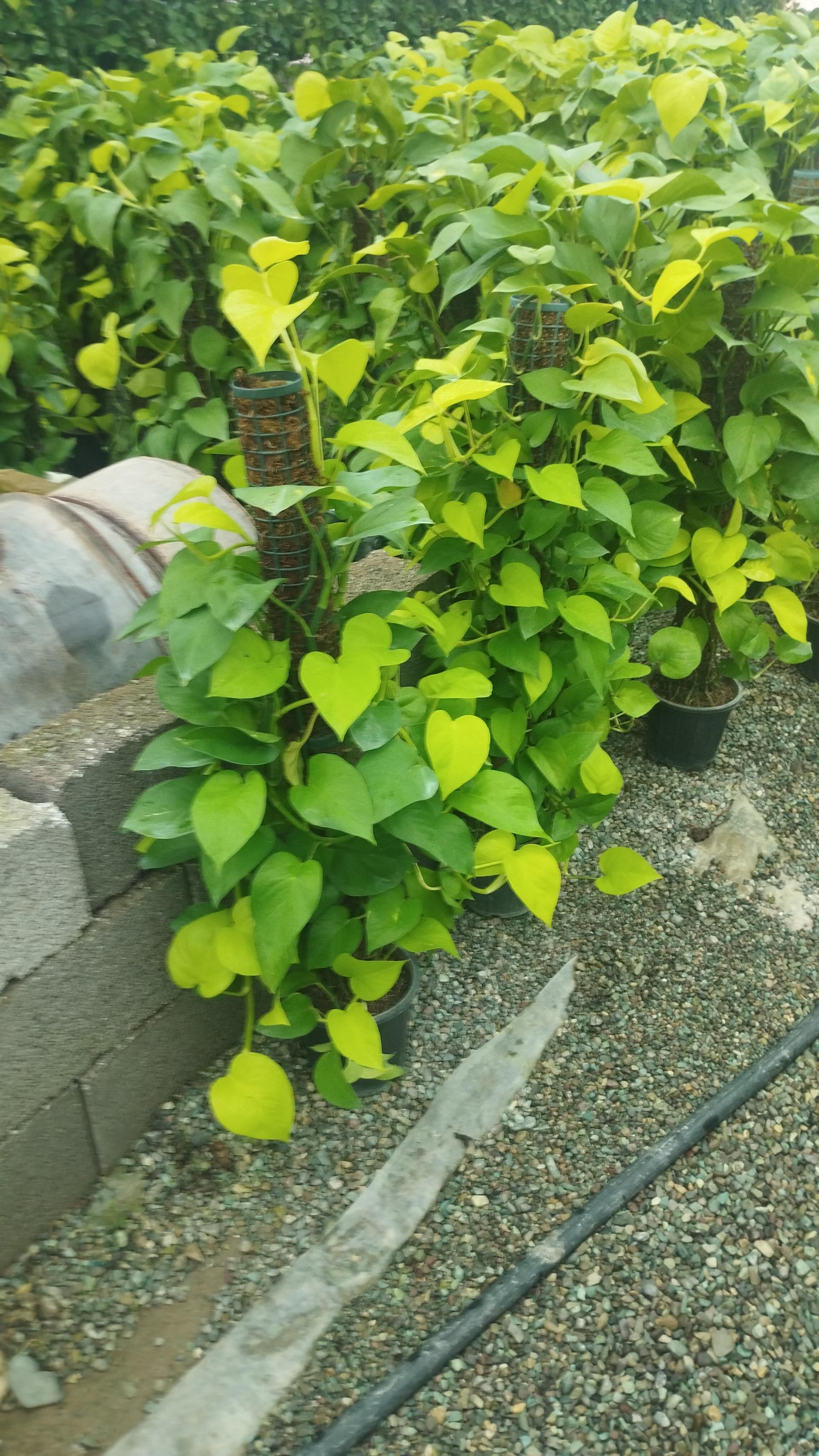 عکس نهالستان مهندس حاج حسن ترابی