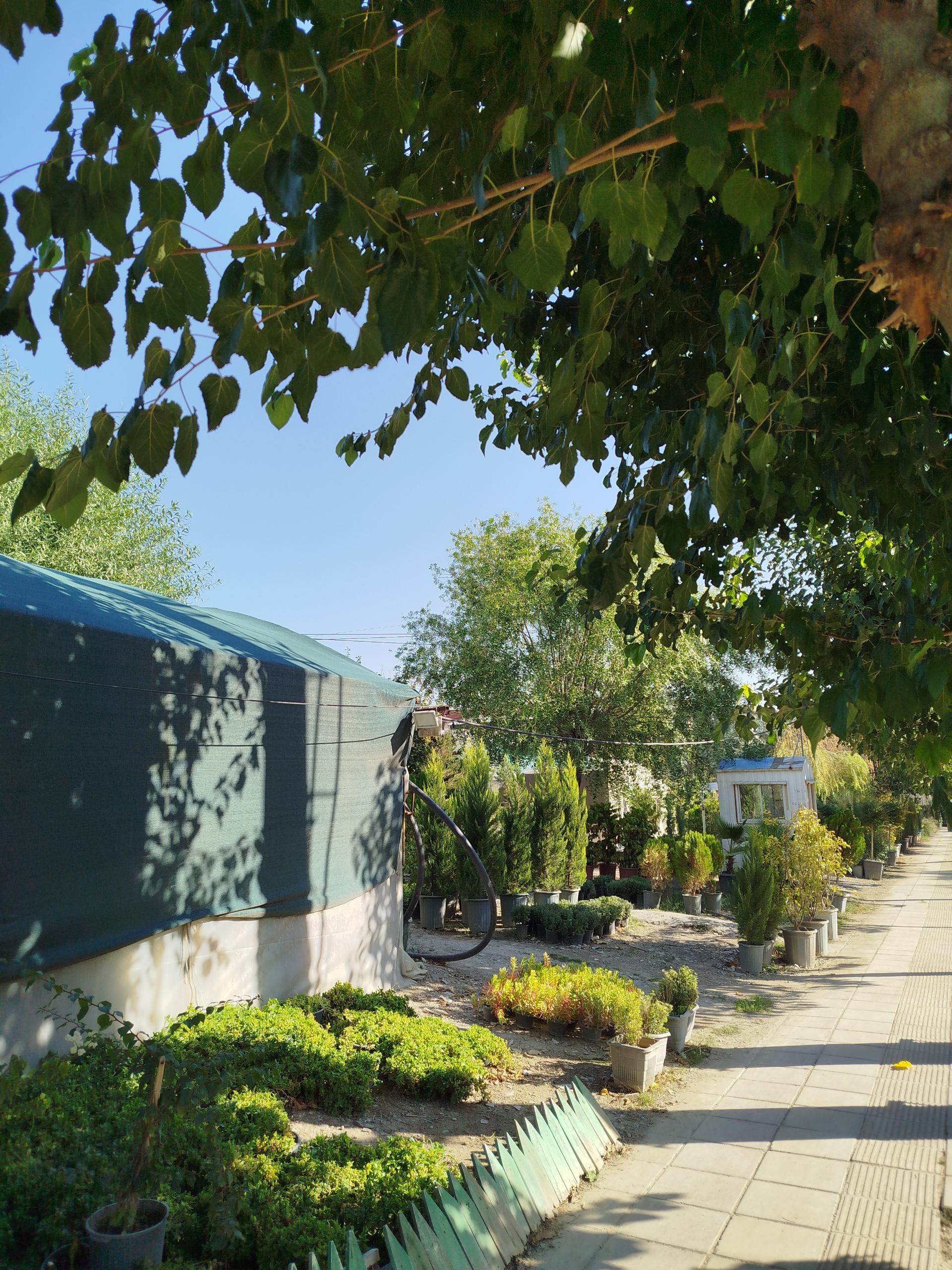 عکس نمایشگاه گل یخ