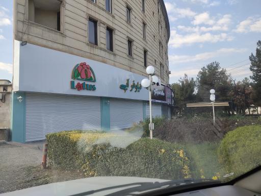 عکس گل فروشی نیلوفر آبی