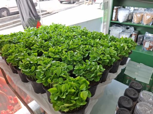 عکس فروشگاه سلامت محور افشار (سلامتیمون)