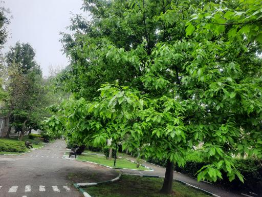 عکس پارک نارون 1