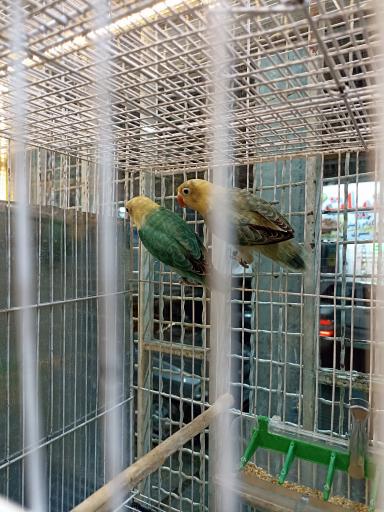 عکس پرنده فروشی 