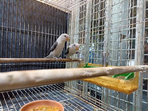 عکس پرنده فروشی 