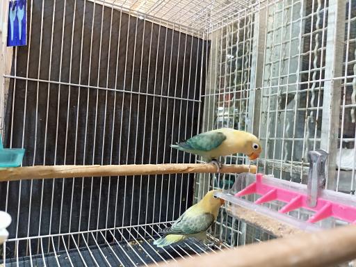 عکس پرنده فروشی 