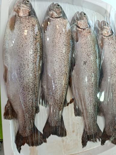 عکس فروشگاه مرغ و ماهی مسعود