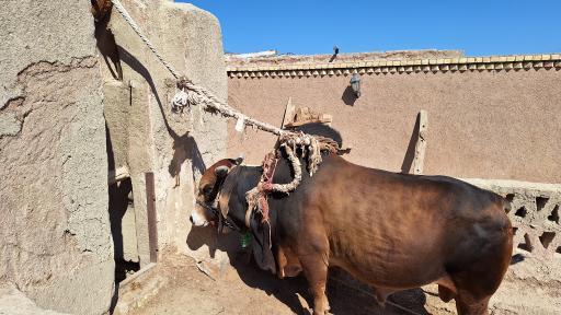 عکس گاو چاه سنتی