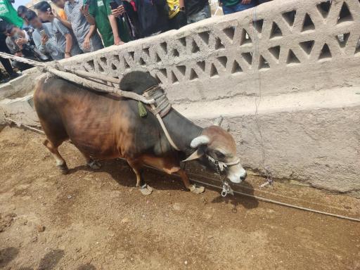 عکس گاو چاه سنتی