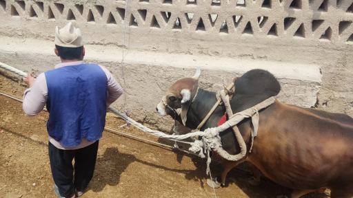 عکس گاو چاه سنتی