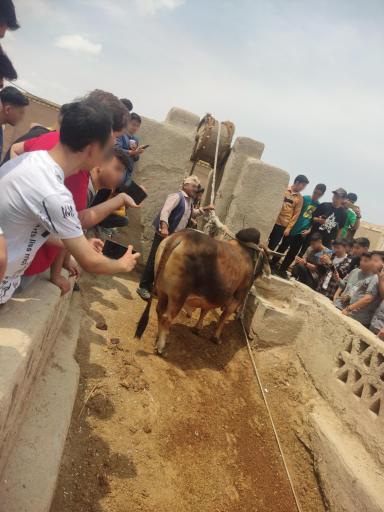 عکس گاو چاه سنتی