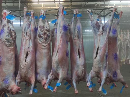 عکس موسسه صنعتی گوشت مشهد