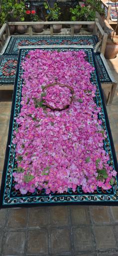 عکس گلابگیری سنتی میلاد