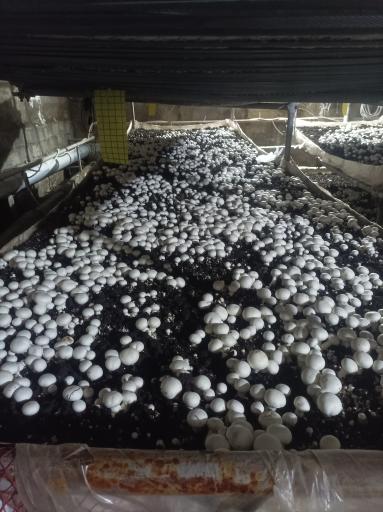 عکس پرورش قارچ ارسباران