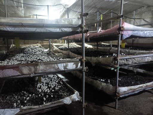 عکس پرورش قارچ ارسباران