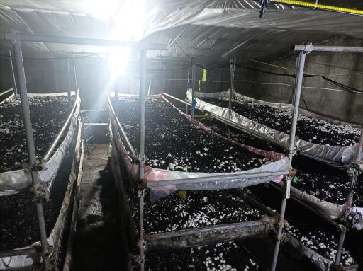 عکس پرورش قارچ ارسباران